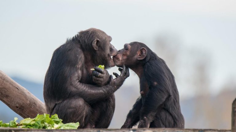 El hueso del pene: el tesoro que la evolución les negó a los hombres