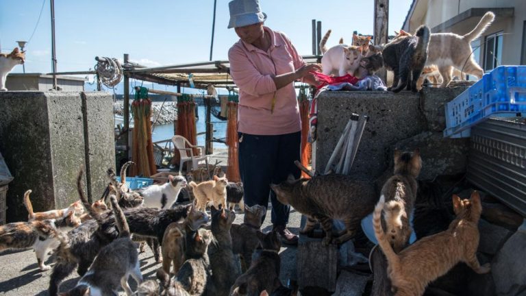 La ‘isla de los gatos’ de Japón, víctima de una crisis demográfica: se queda sin felinos y sin humanos