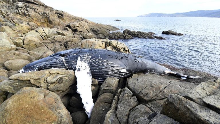 Los animales varados en Galicia rozan los 700 por segundo año consecutivo: «El salto es enorme y no sabemos explicarlo»