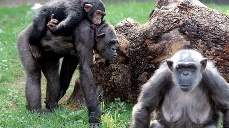 El proyecto de protección de chimpancés de Jane Goodall, la última víctima de los recortes de Trump