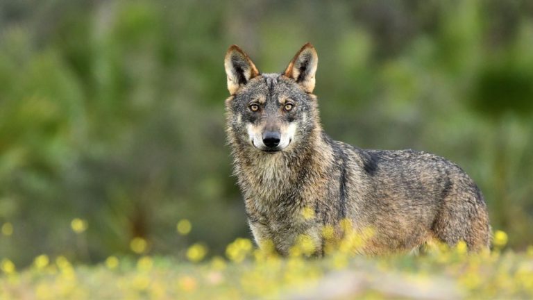 El lobo pierde oficialmente protección en Europa y activa la norma que permitirá cazar la especie en toda España