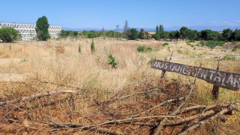 Trasplantar árboles, la alternativa de Almeida a las talas que no convence a los expertos: «Mueren cuatro de cada cinco»