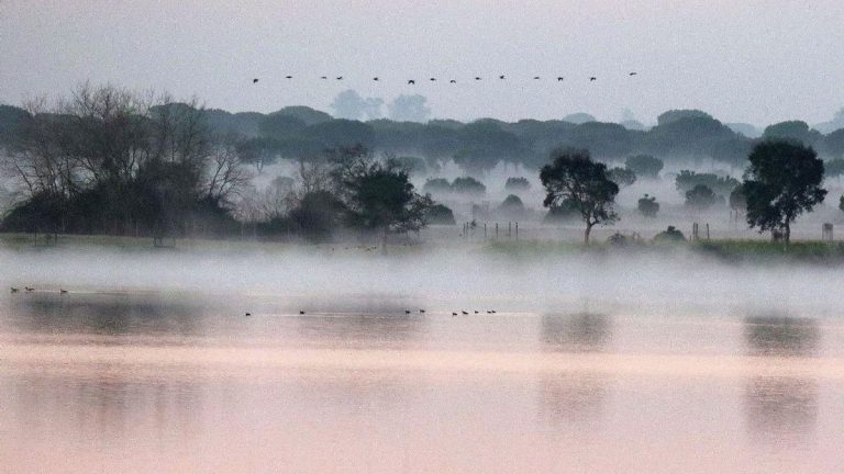 El Gobierno publica los requisitos de las ayudas para que los regantes de Doñana sustituyan cultivos por el uso forestal