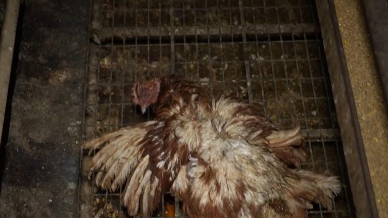 La ‘macrogranja de los horrores’ investigada por maltrato sigue vendiendo sus huevos con sello de bienestar animal